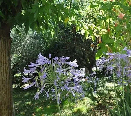 Le Del Gelso Osimo